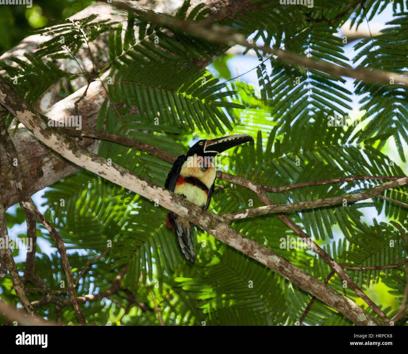 The Collared Aracari, Pteroglossus torquatus, is a small toucan. It breeds from southern Mexico to Panama; also Ecuador, Colombia, Venezuela and Costa Stock Photo