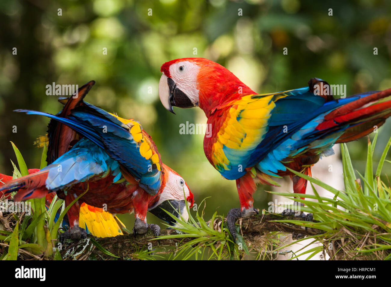 The Scarlet Macaw, Ara macao, is a large, colorful parrot found from Mexico to Brazil.  Photographed here in Costa Rica. Stock Photo