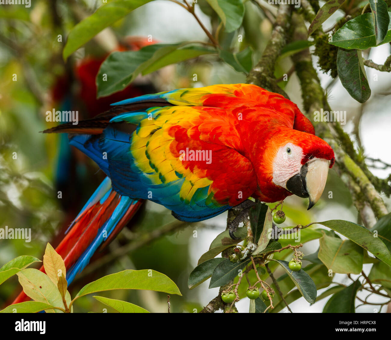 Scarlet macaw nicaragua hires stock photography and images Alamy