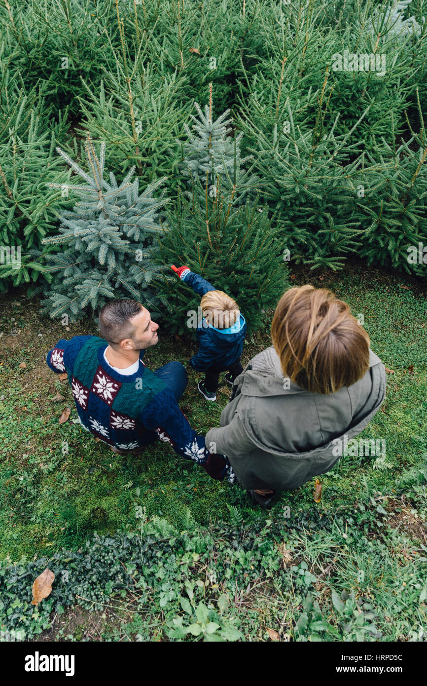 Dad mother and child choosing a chistams tree Stock Photo - Alamy