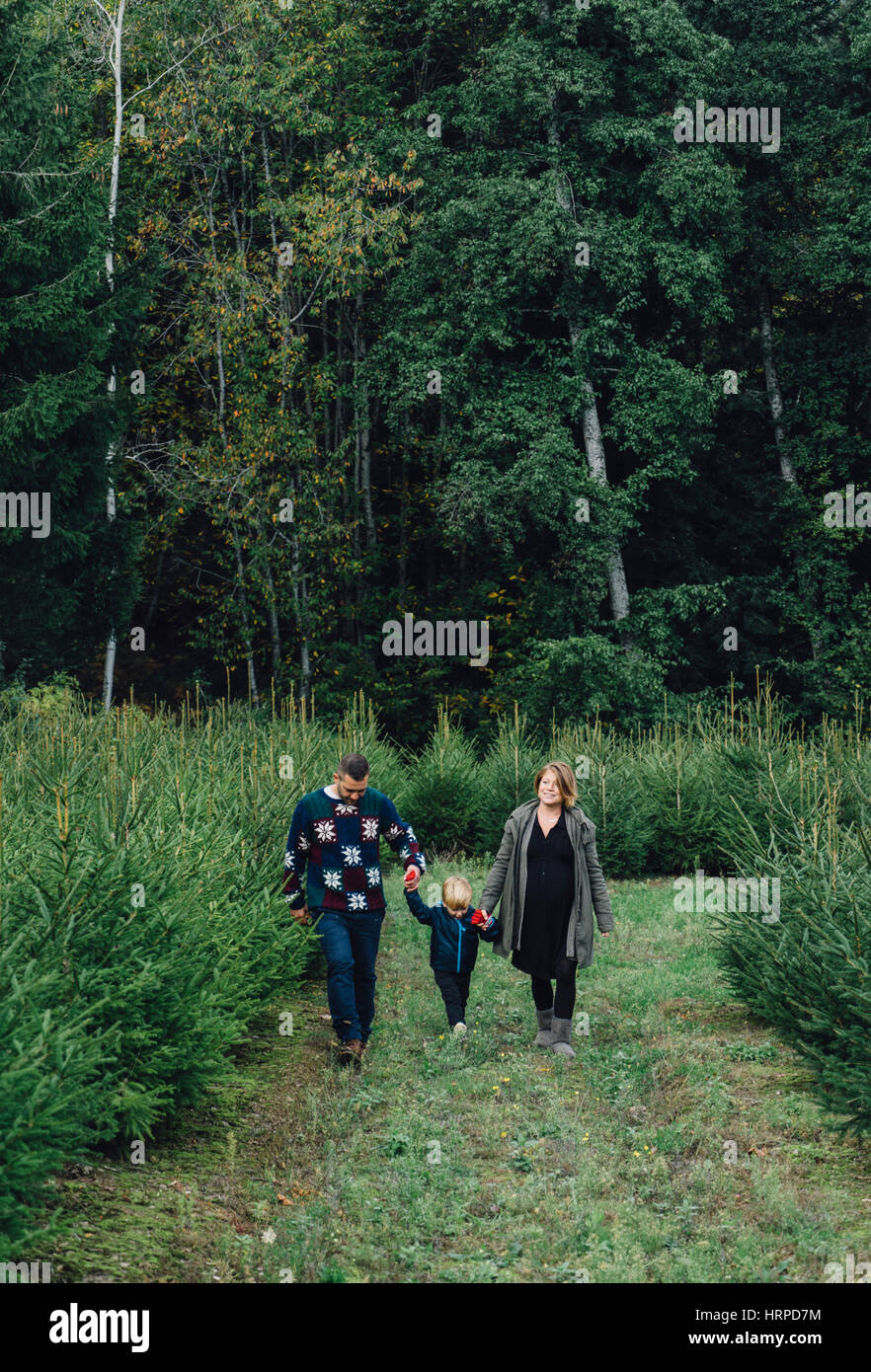 Dad mother and child choosing a chistams tree Stock Photo - Alamy