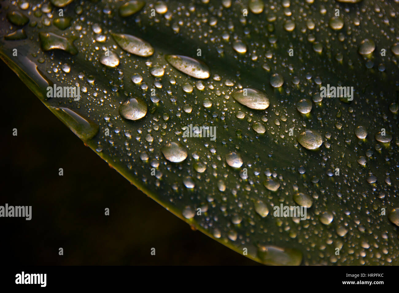 Close up shot of raindrops on green leaf Stock Photo