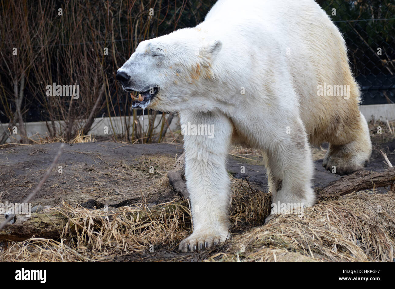 Large white polar bear hi-res stock photography and images - Alamy