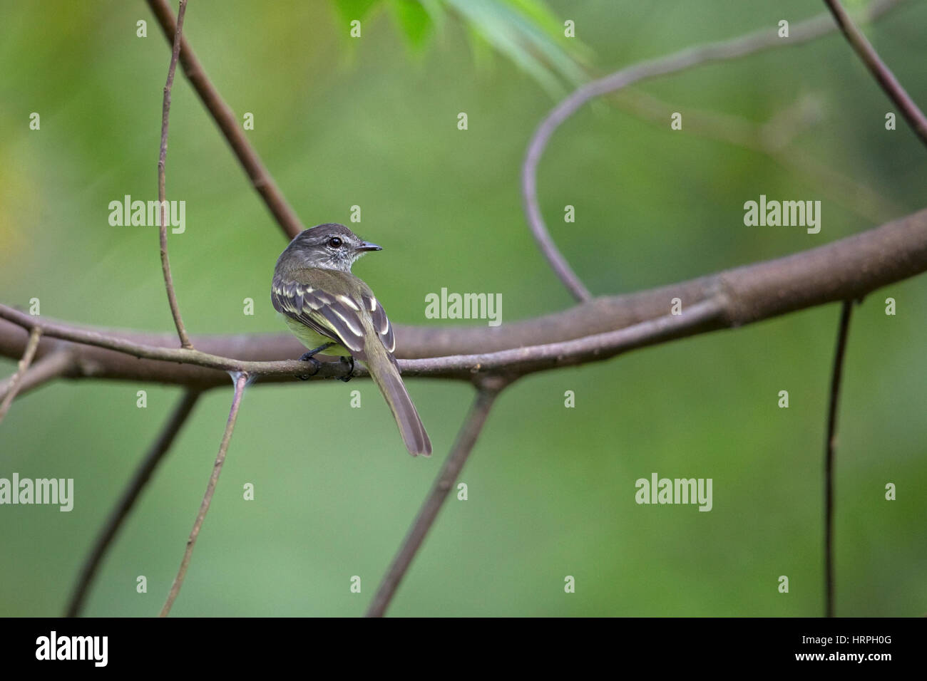 Forest Elaenia (Myiopagis gaimardii) Stock Photo