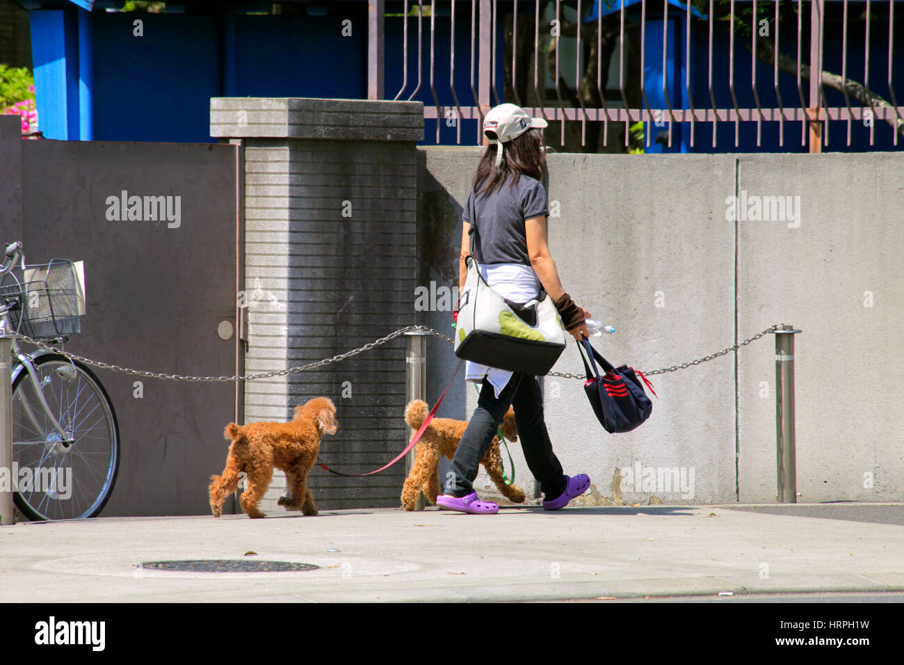 Walking with Dogs in Tokyo Japan Stock Photo Alamy