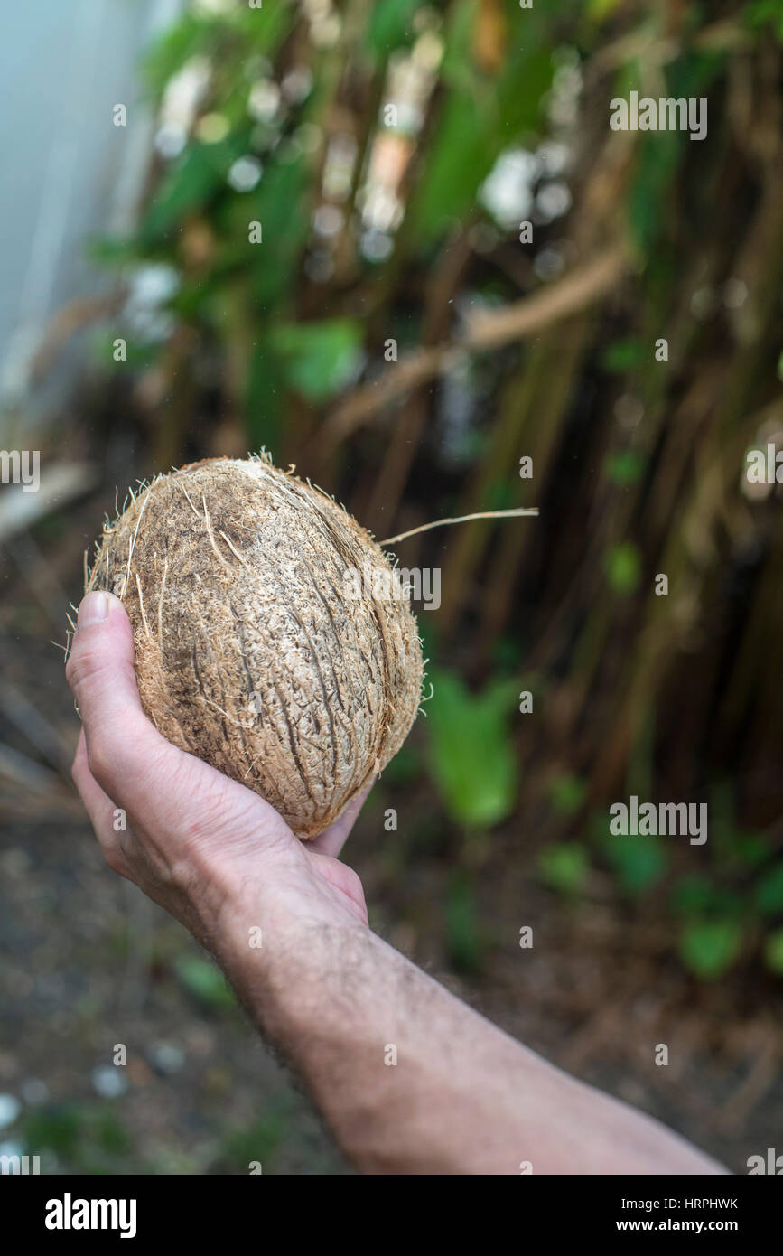 opening coconut Stock Photo Alamy