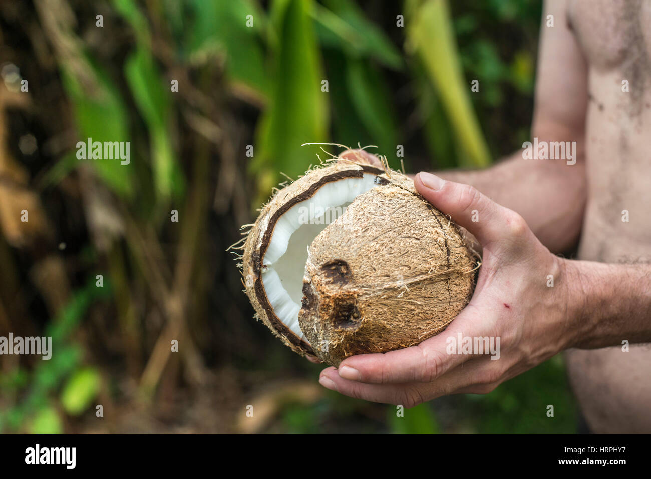 opening coconut Stock Photo Alamy