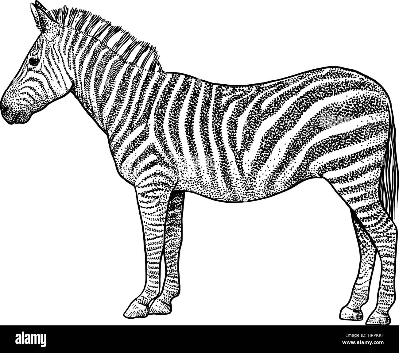 Zebra illustration, drawing, engraving, ink, line art, vector Stock