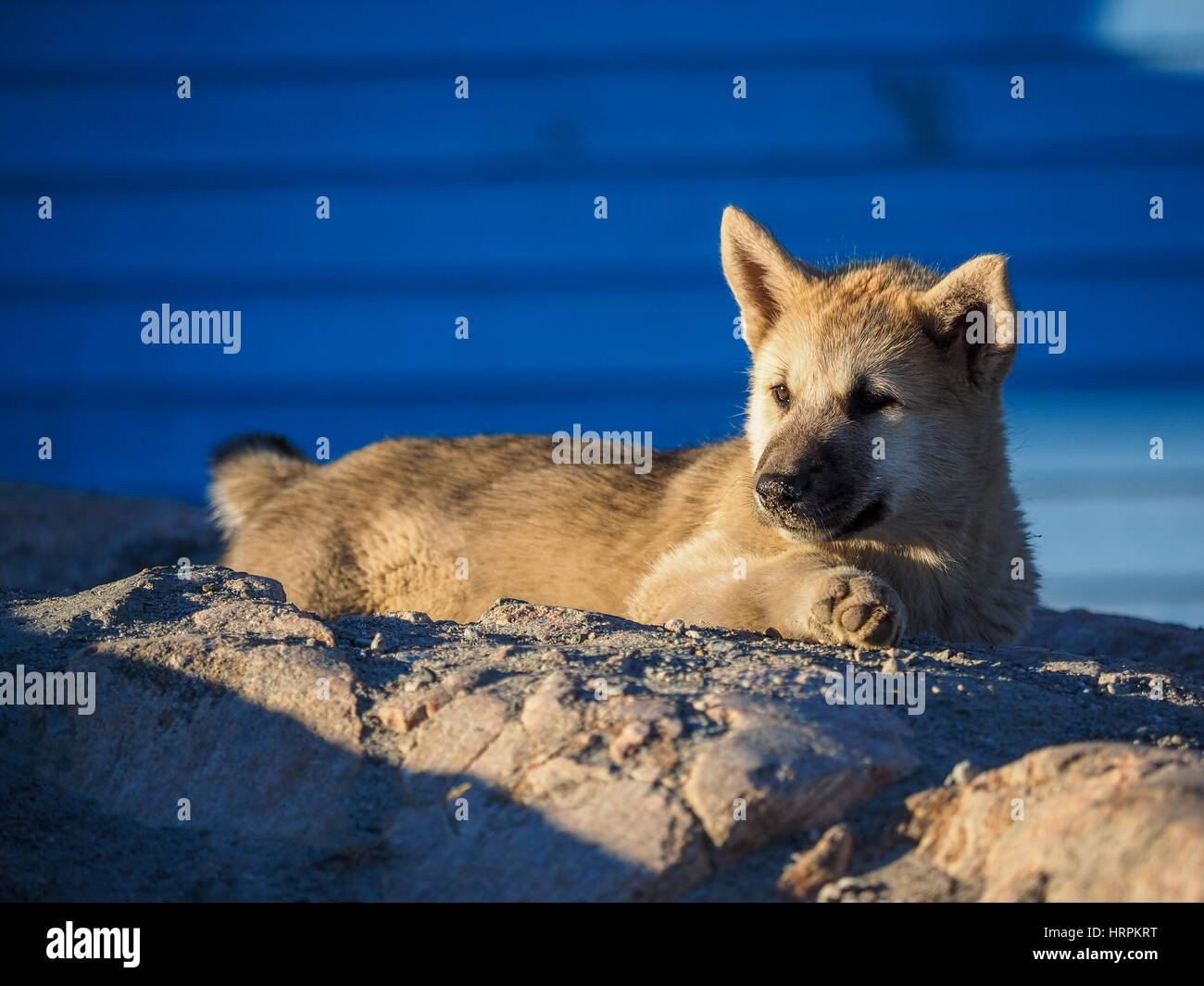 Greenland Dog puppy, Ilulissat, Greenlandt, Greenland Stock Photo Alamy