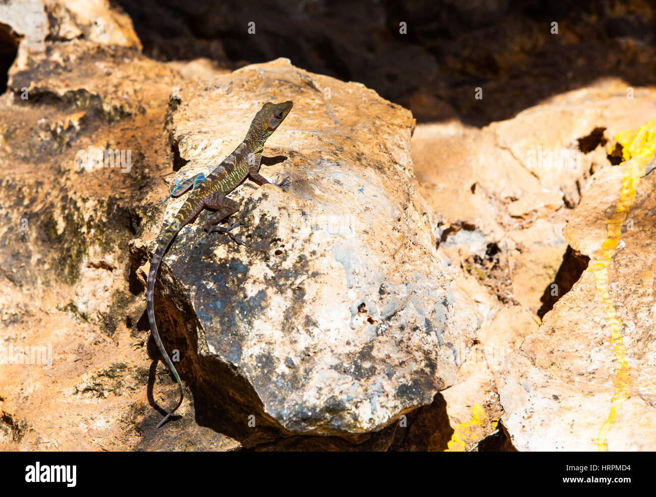 Cuba: Brown lizard on the rock Stock Photo