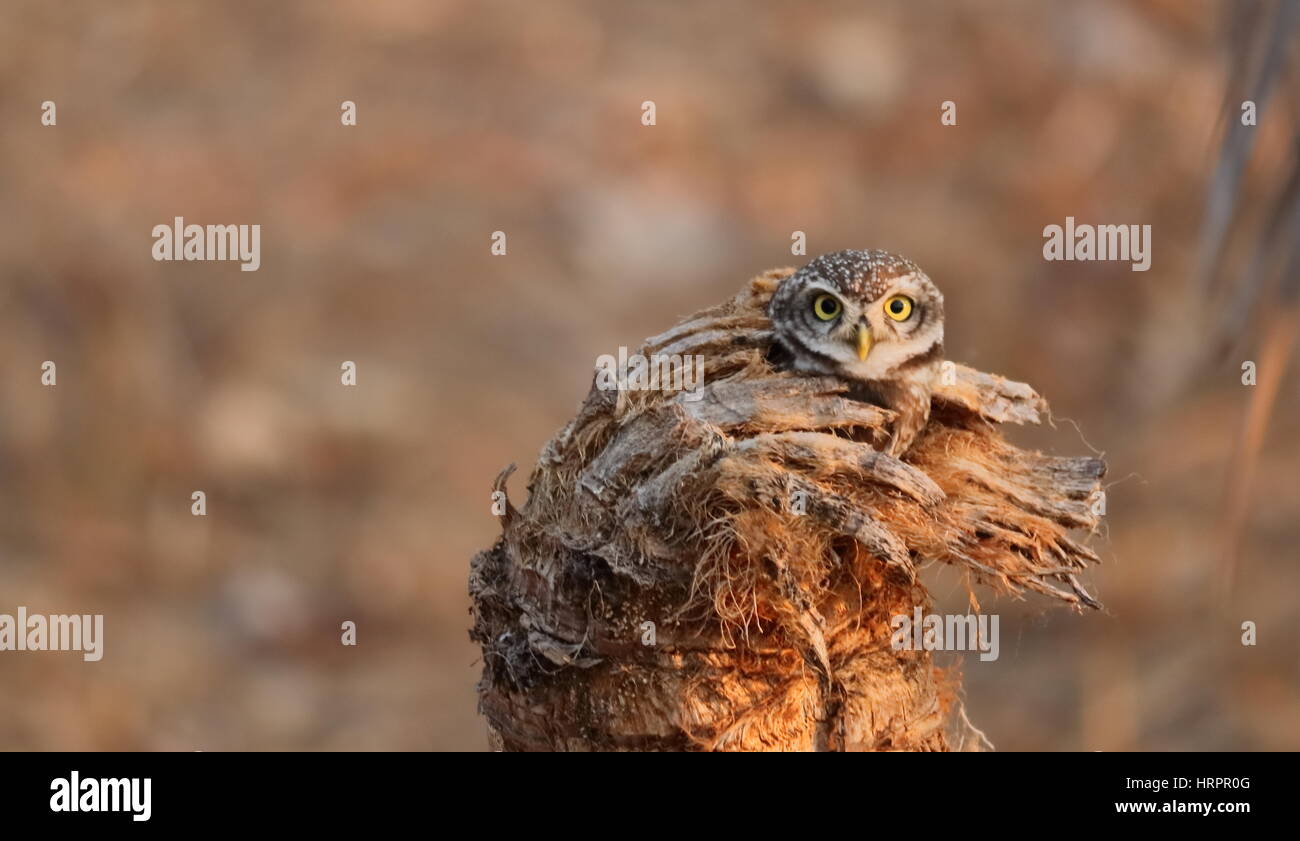 burrowing owl hiding spot Stock Photo