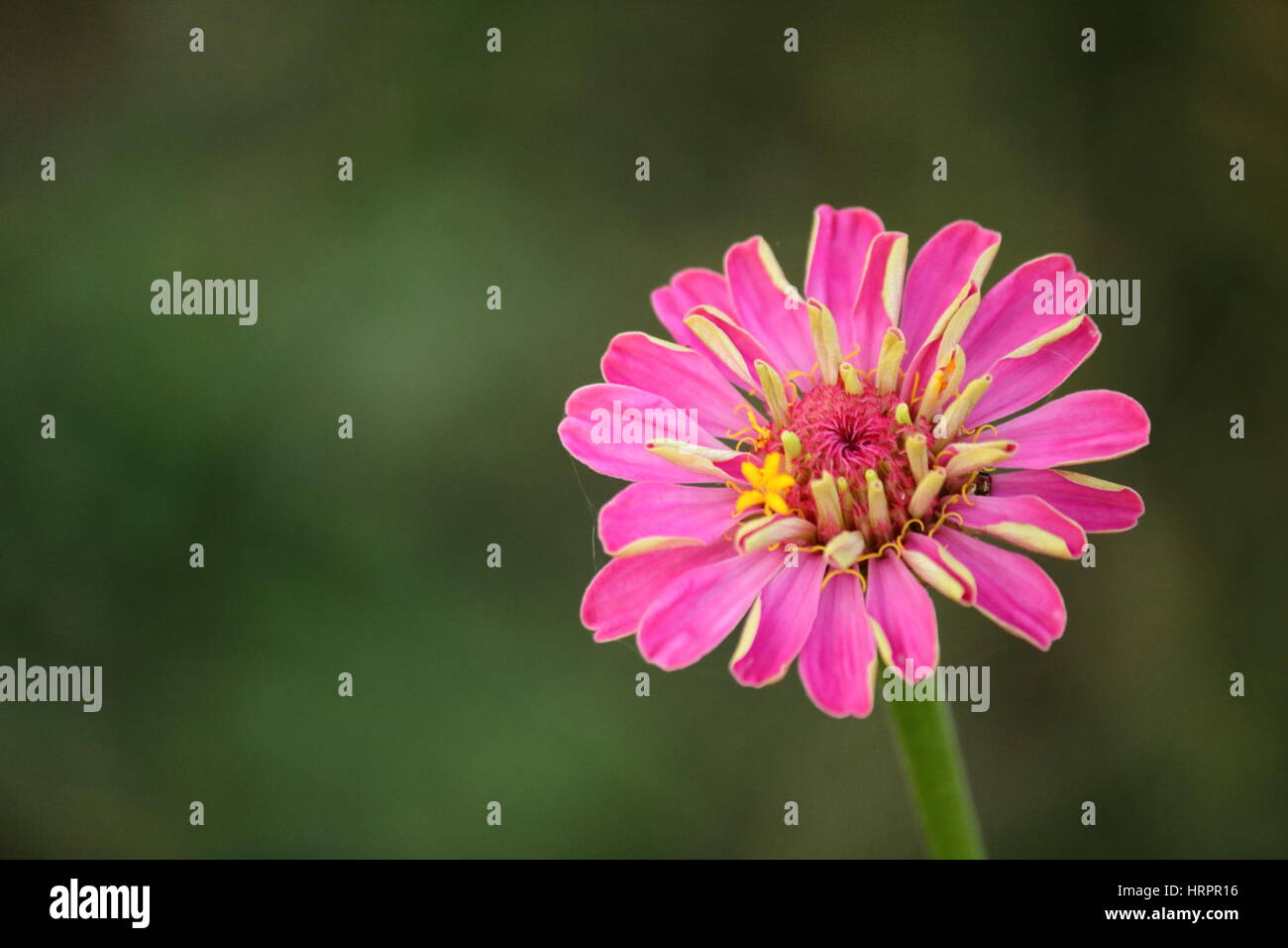 common garden flower Stock Photo Alamy