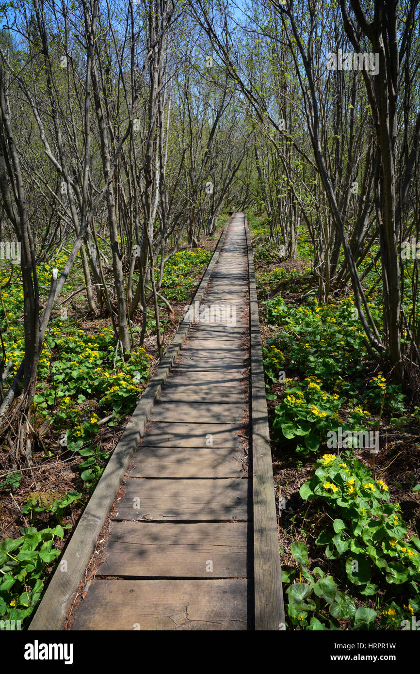 A wooden boardwalk cuts through the middle of the frame with flowering yellow foliage and budding trees on either side. Stock Photo