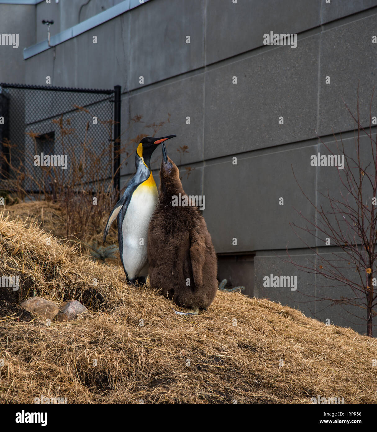 Mother penguin feeding its baby Stock Photo