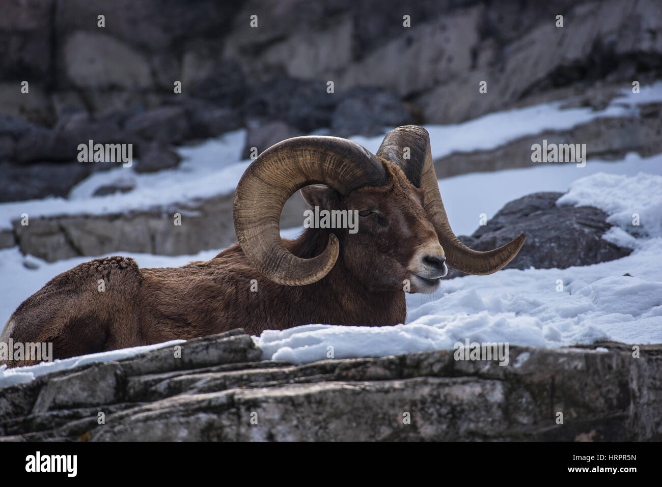 Big Horn Sheep at rest Stock Photo