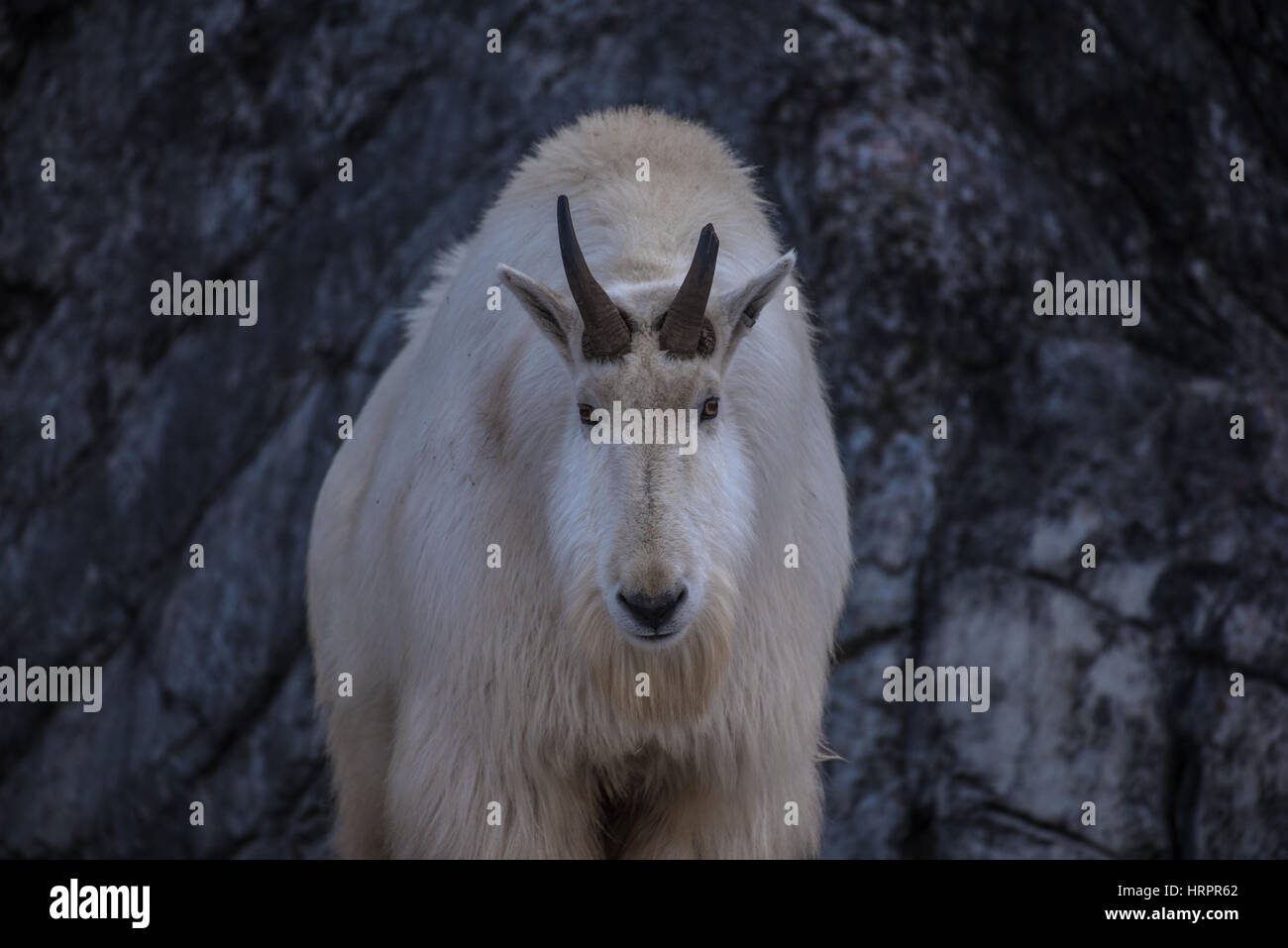 Mountain Goat in the winter Stock Photo