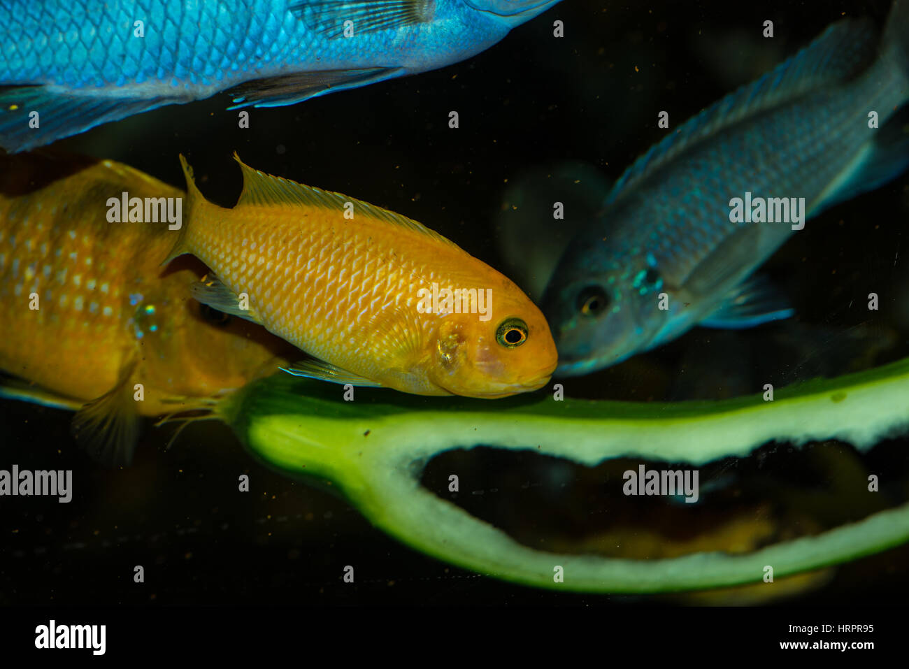 Colorful tropical fish close up Stock Photo