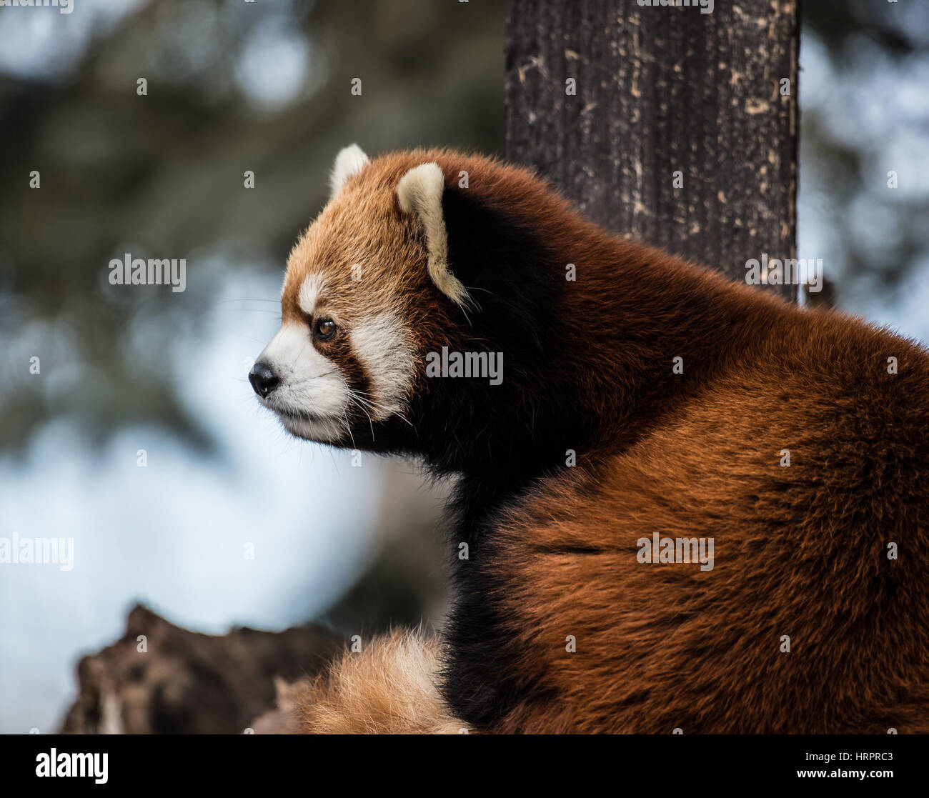 Red Panda close up Stock Photo - Alamy