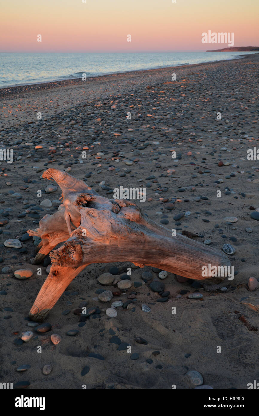 A large piece of driftwood in the foreground, and scattered rocks glow bright pink on a beach at sunset. Stock Photo