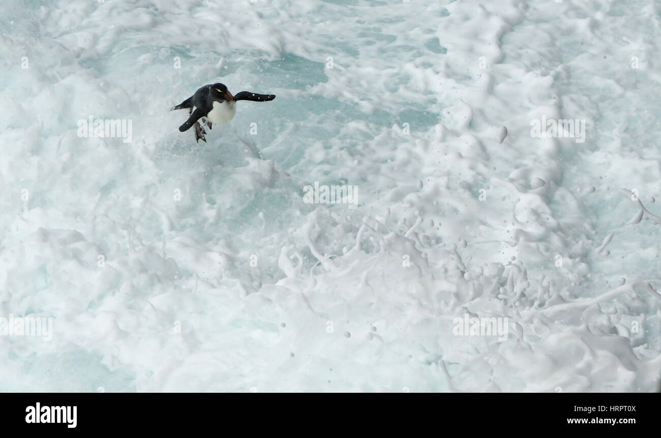Rockhopper Penguins (Eudyptes chrysocome) Coming ashore in heavy seas, Falkland Islands Stock Photo