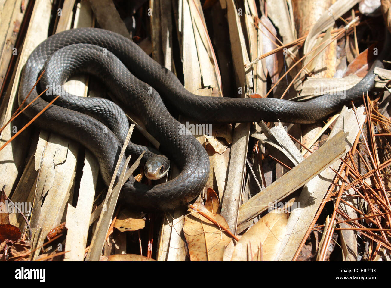 Black florida racer snake hi-res stock photography and images - Alamy