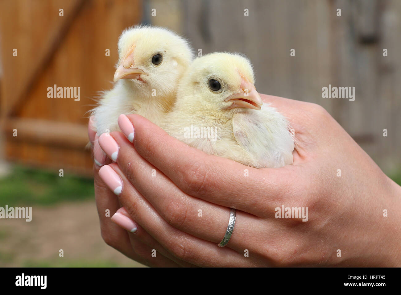 Hands hold caring for a small chickens Stock Photo Alamy