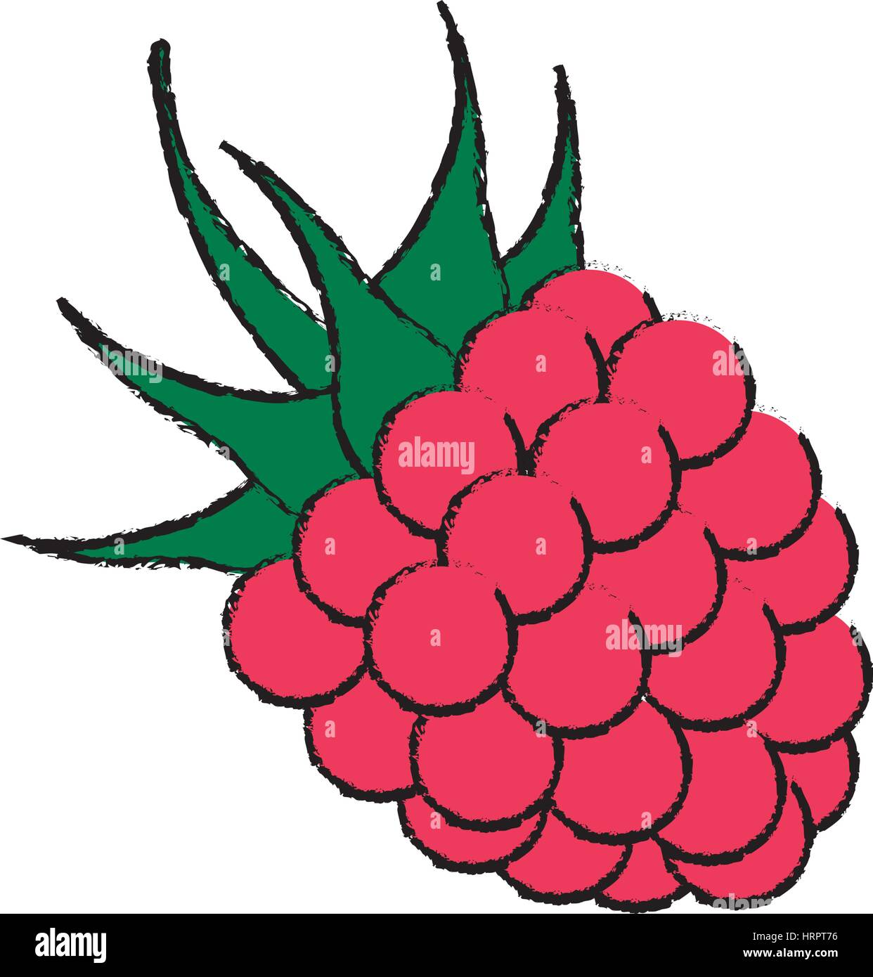 raspberry delicious fruit Stock Vector Image & Art - Alamy