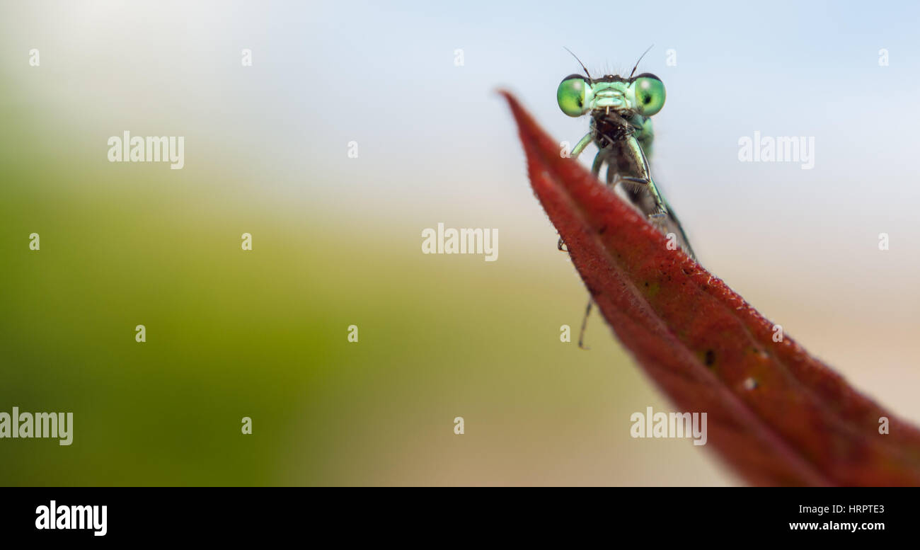 Panorama close up of a funny looking damselfly on a leaf.  Typical summer scene in macro photography. Stock Photo