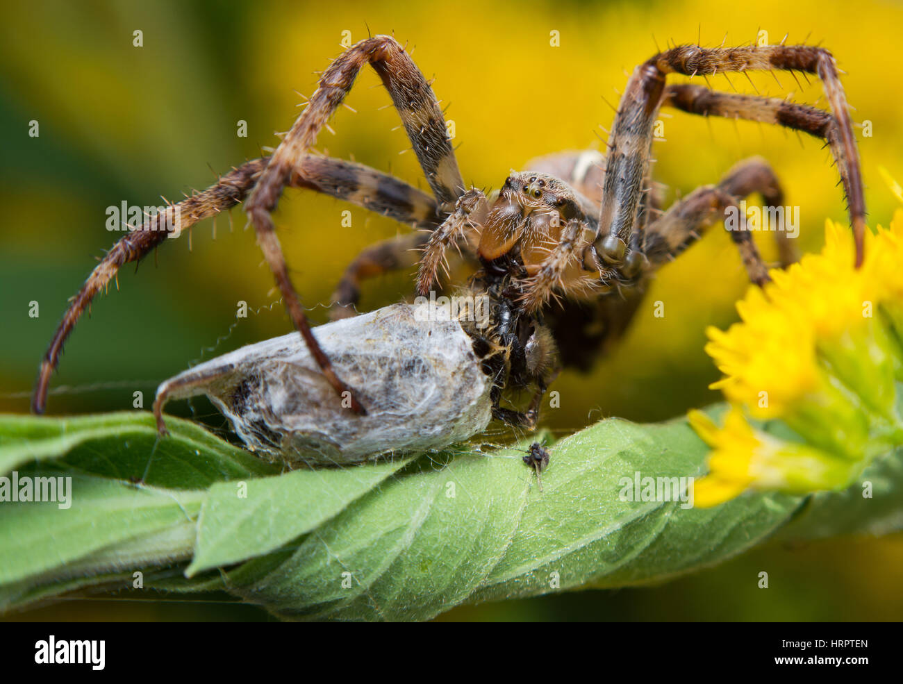 Extreme close up of a crowned orb weaver with a bee as prey. Araneus ...