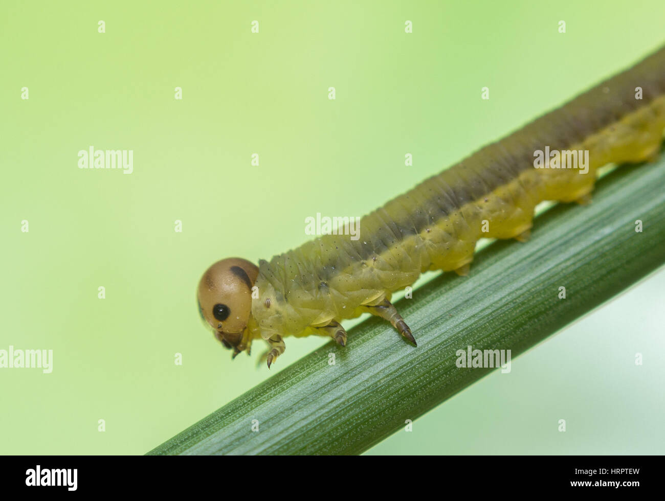 Close-up side view of a sawfly larvae on a stem Stock Photo