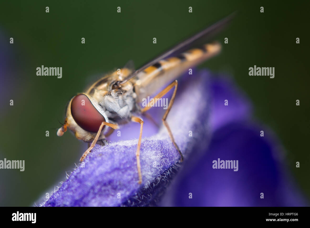 Side view close up of a hoverfly sitting on a purple flower. Syrphidae Stock Photo