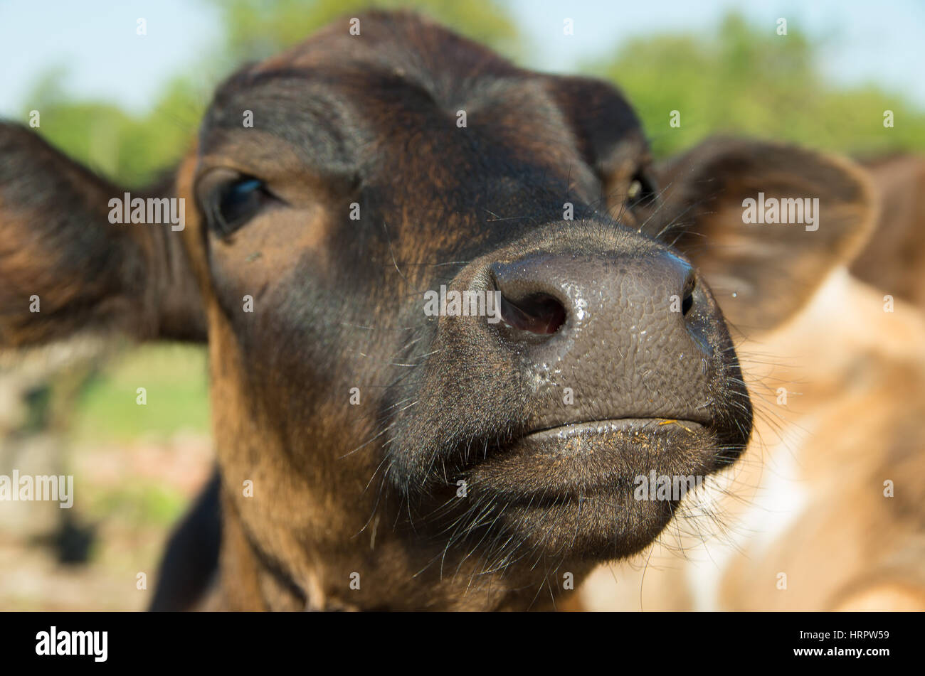 Calve. Baby cow closeup . Curious calf seek attention. Stock Photo