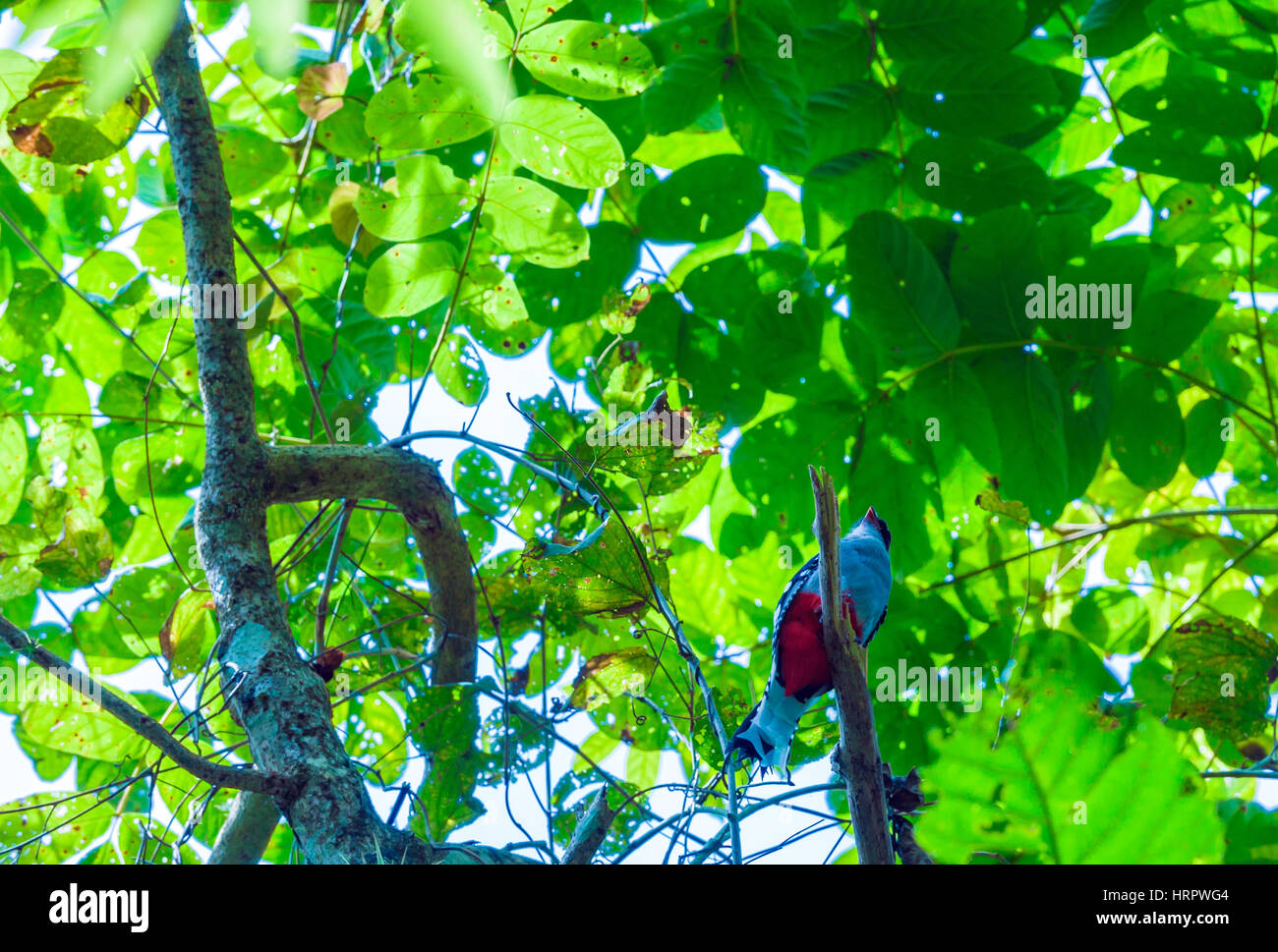 The Cuban trogon or tocororo (Priotelus temnurus), national bird of Cuba in jungles Stock Photo