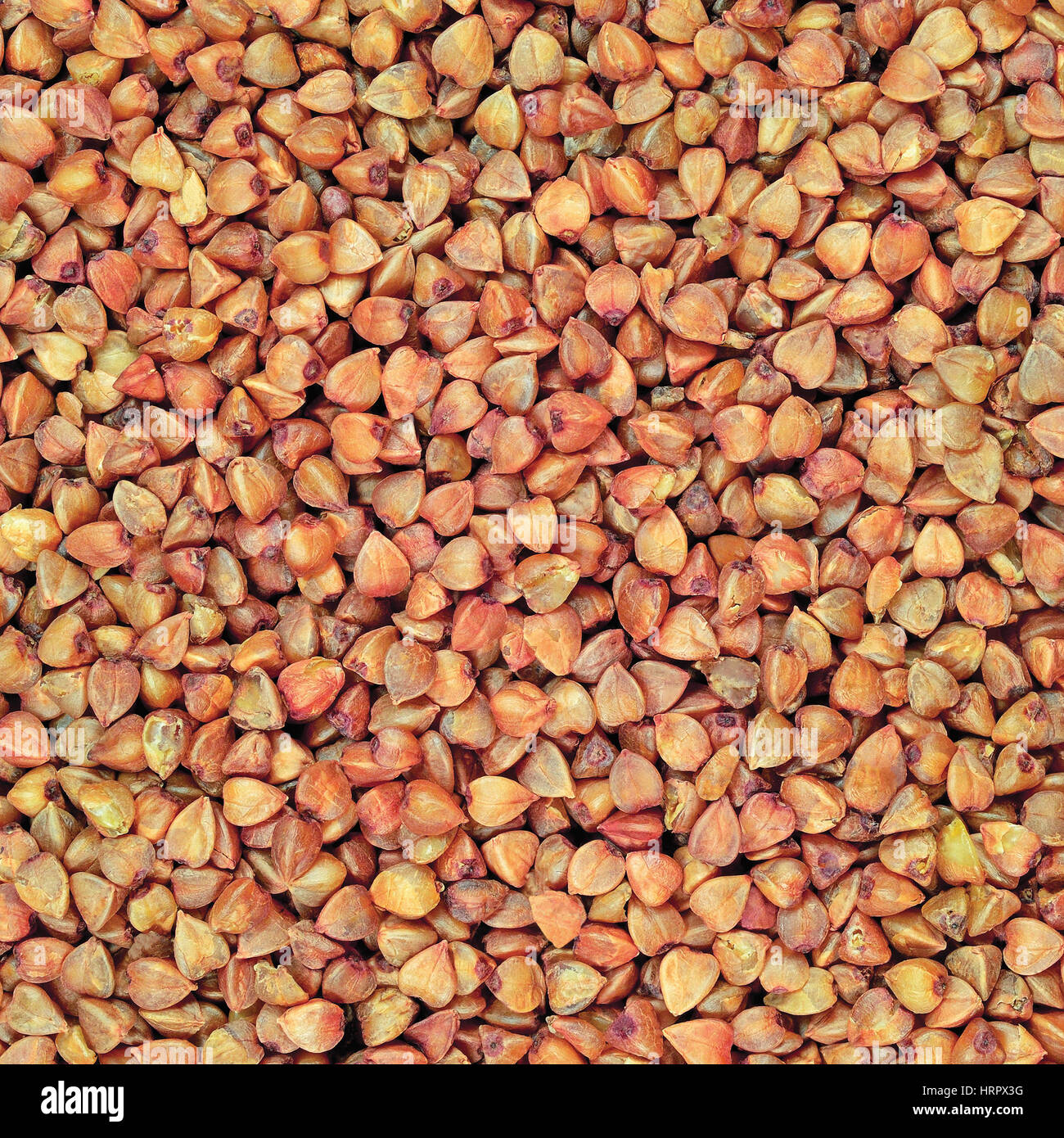 Raw buckwheat groats background, dry cereal seeds, large detailed
