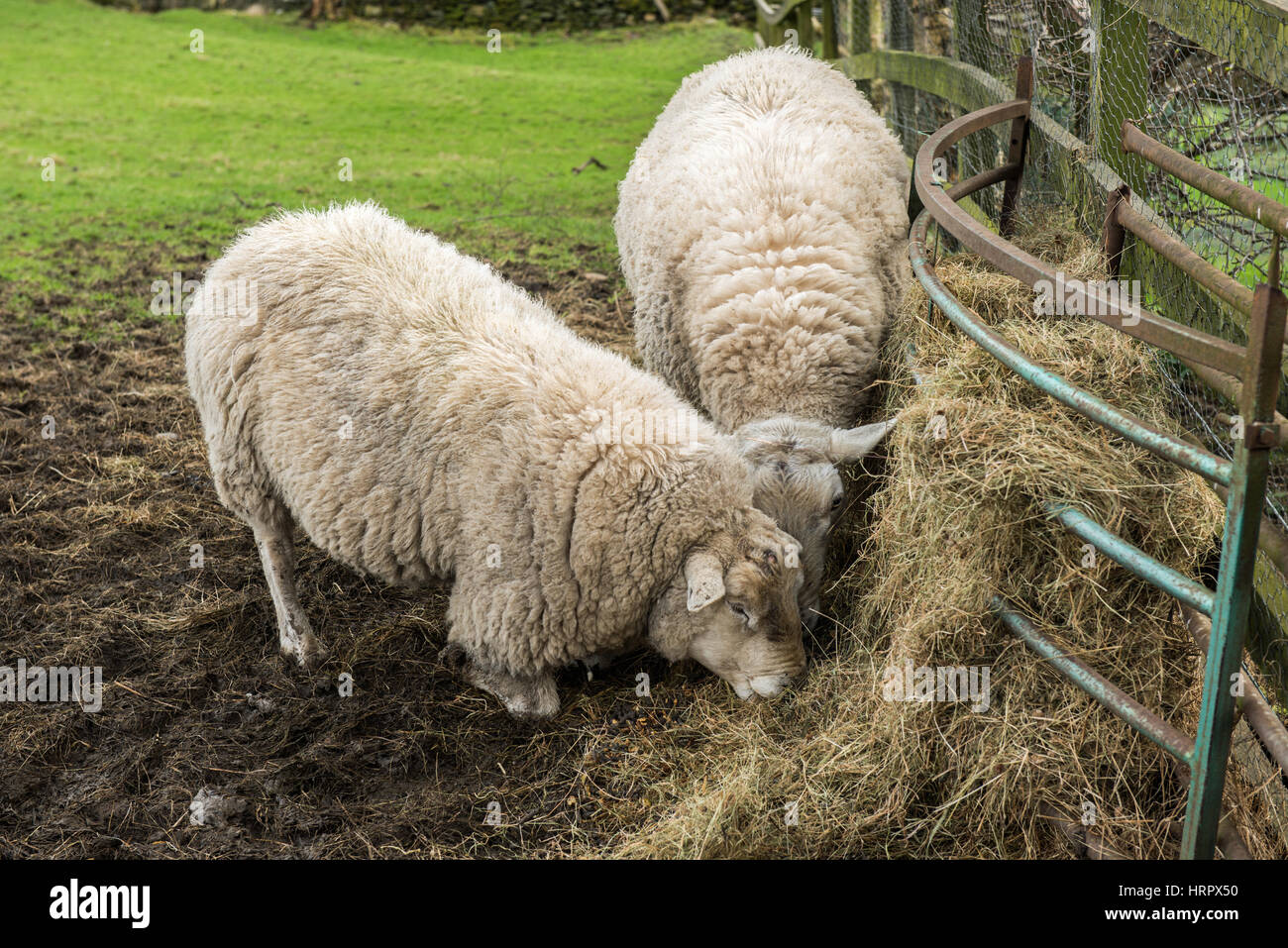 Two sheep feeding on hay in a field in the Lake District Stock Photo