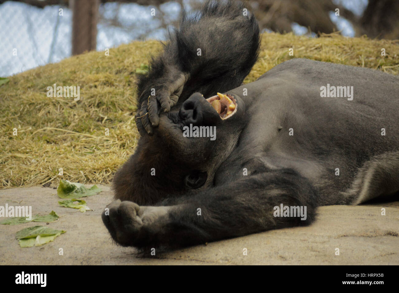 Gorilla laying down on a rock Stock Photo