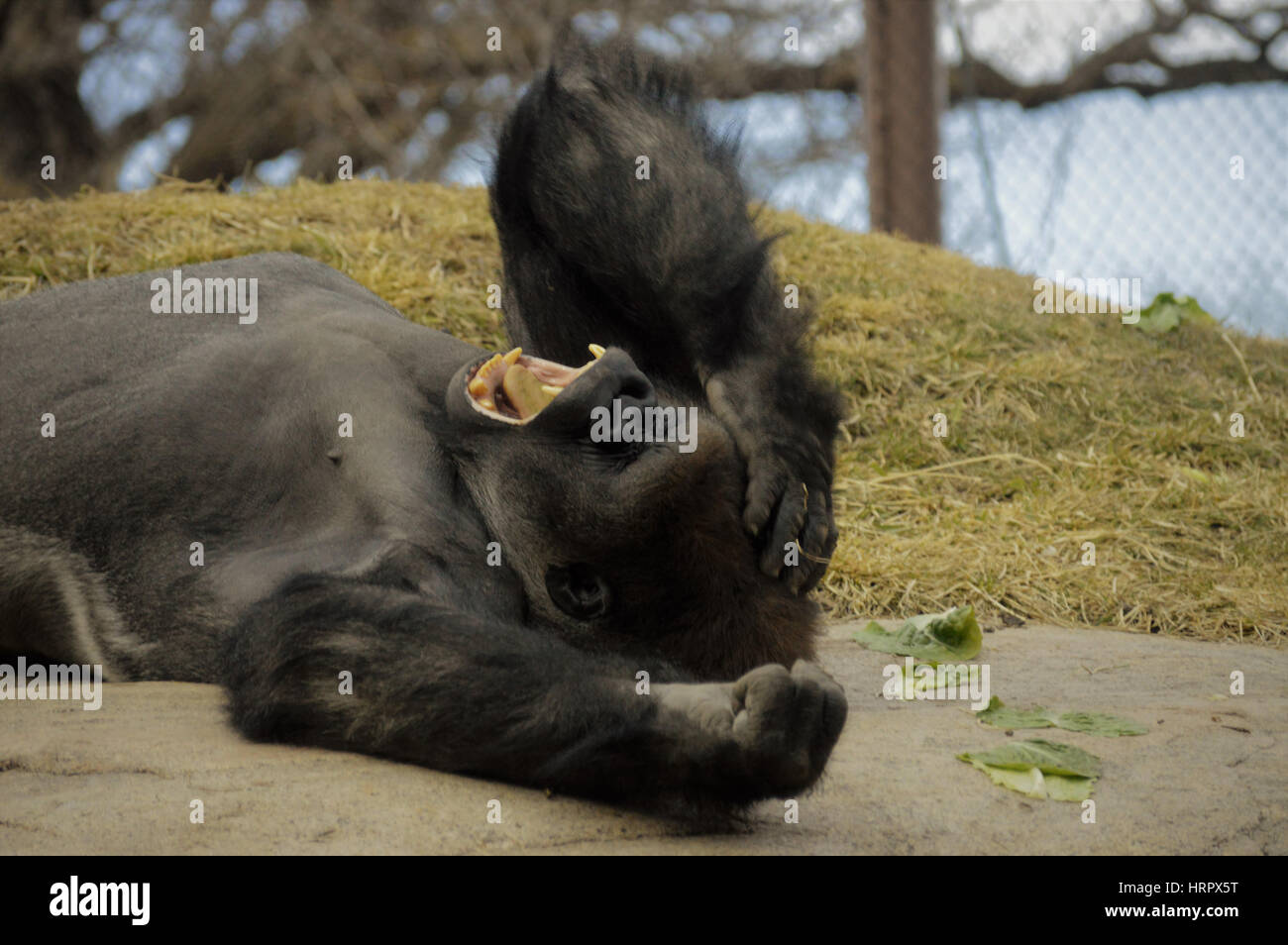 Gorilla laying down on a rock Stock Photo
