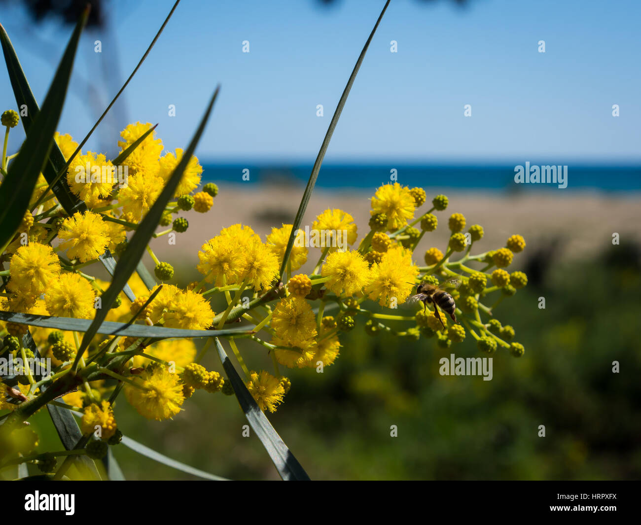 Mimosa tree blossom hires stock photography and images Alamy