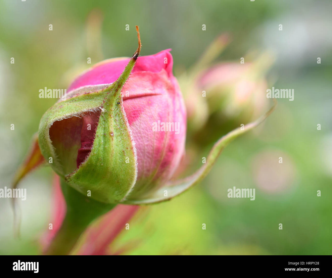Rose bud david austin hi-res stock photography and images - Alamy