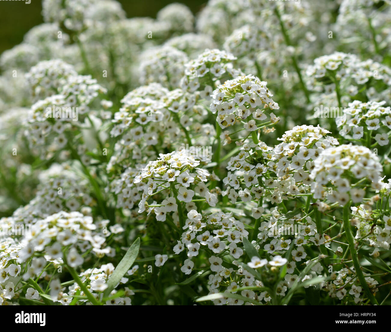 White alyssum clusters Stock Photo - Alamy