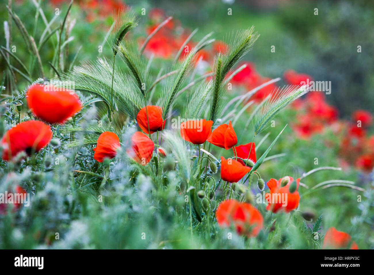 Red and green landscape hi-res stock photography and images - Alamy