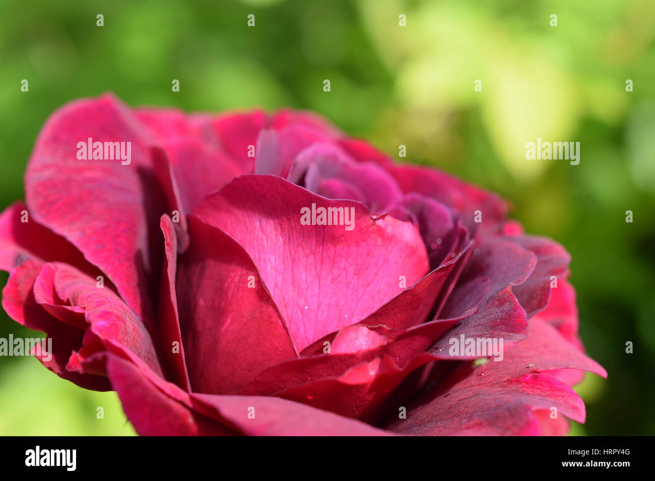 Crimson Rose - William Shakespeare, David Austin Roses Stock Photo