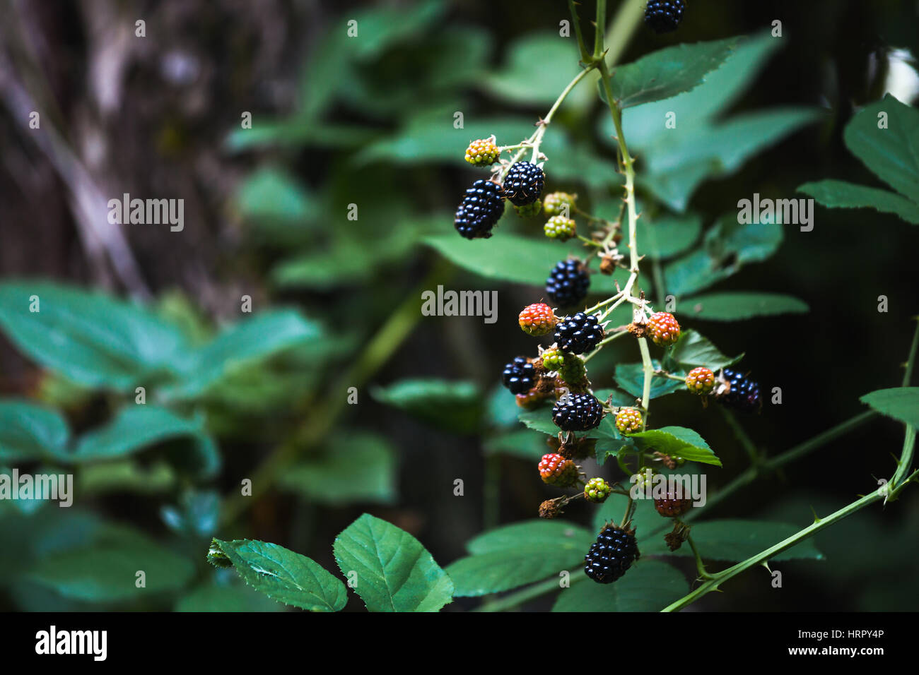 Mountain blackberry hires stock photography and images Alamy