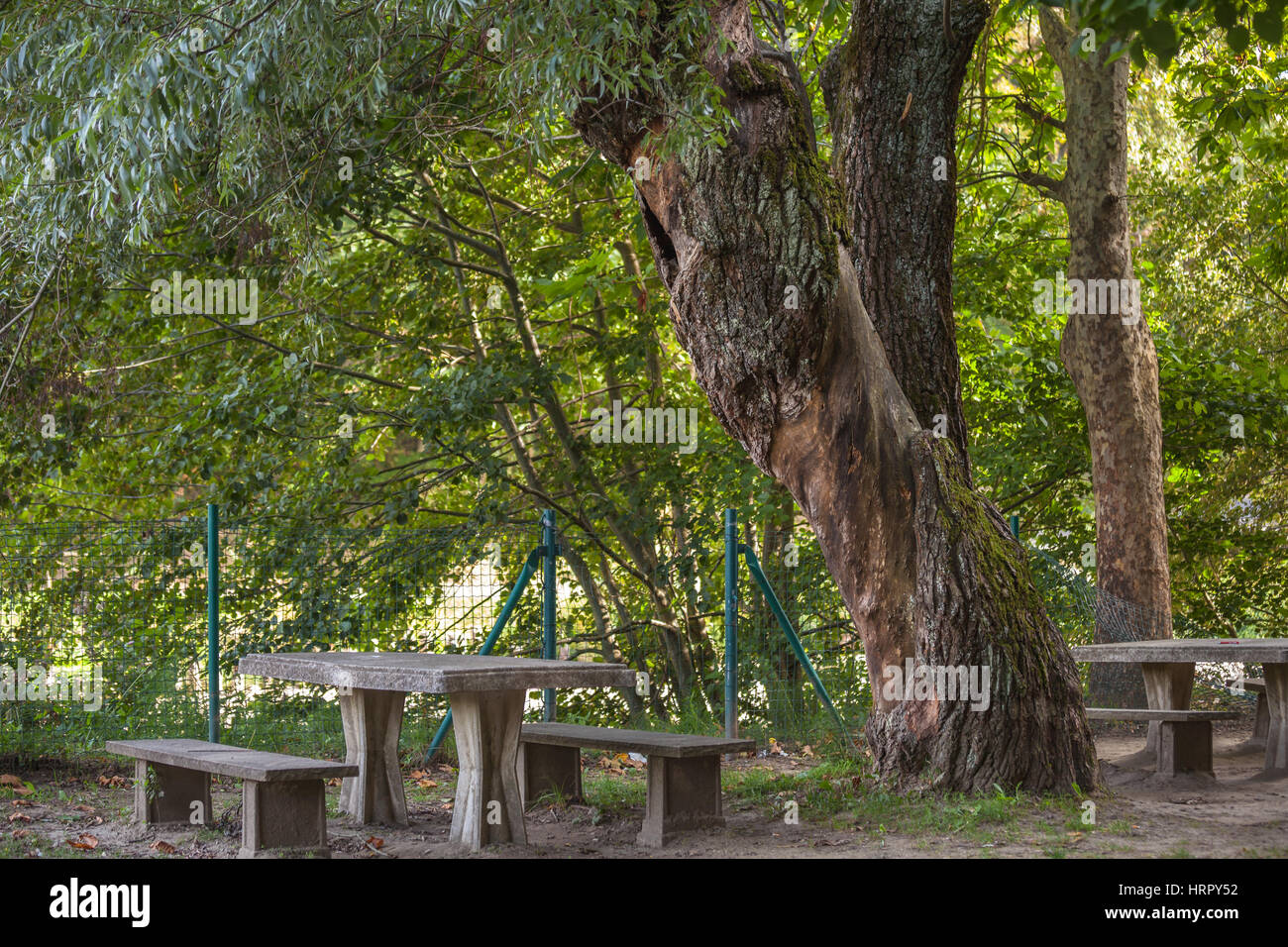 Twisted strange tree in the parc Stock Photo Alamy