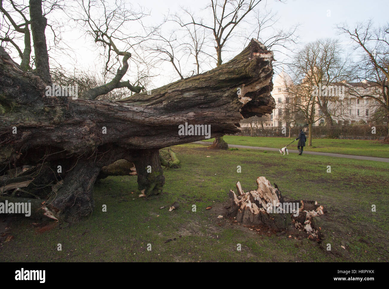 Tree blown down in Storm Doris, (23.03.2017), Regents Park, London, United Kingdom, British Isles Stock Photo