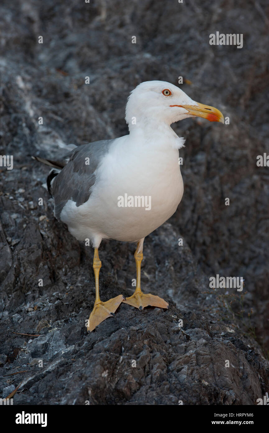 adult Yellow-legged gull ,(Larus cachinnans atlantis), or Western yellow-legged gull, perched on rocks, Amalfi coast, Italy Stock Photo