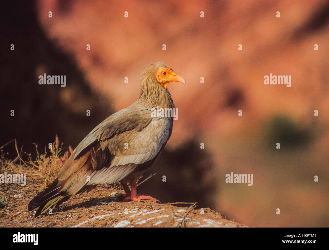 adult Egyptian Vulture, Neophron percnopterus, Rajasthan, India Stock Photo