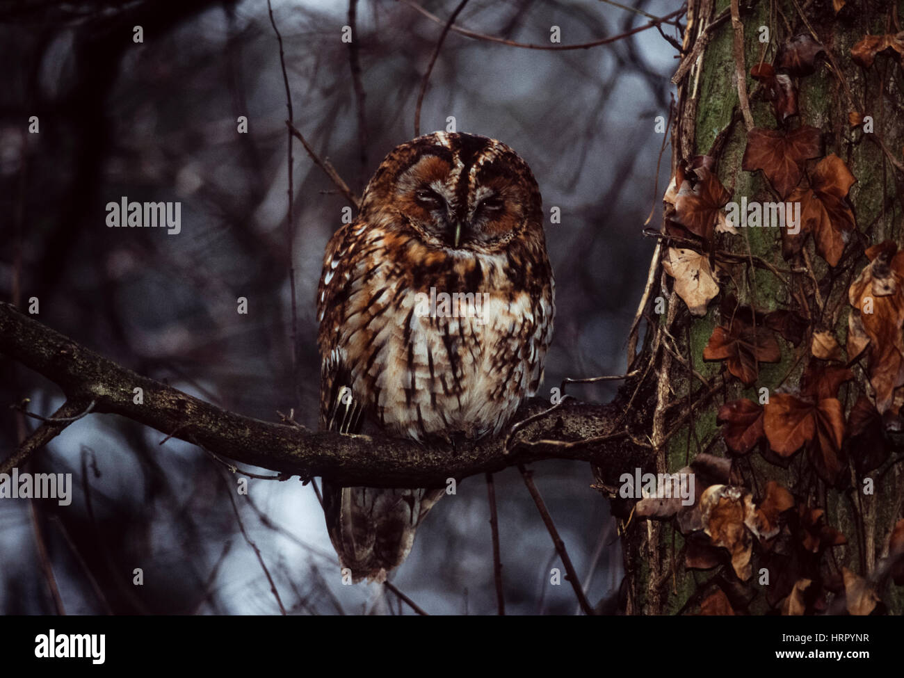 Tawny Owl, (Strix aluco), perched on branch at dusk, Regents Park, London, United Kingdom, British Isles Stock Photo