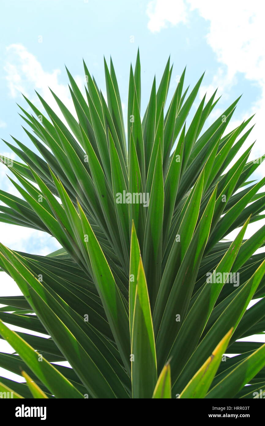 Sharp leaf hires stock photography and images Alamy