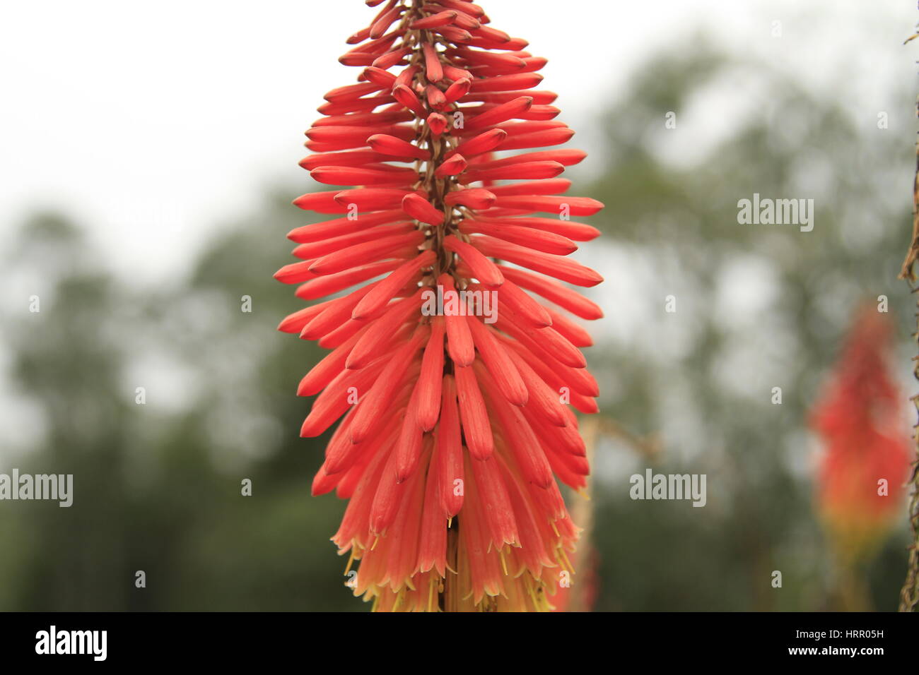 Kniphofia Flower, Cocora Valley, Colombia Stock Photo